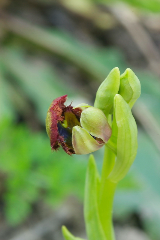 Ophrys speculum snob